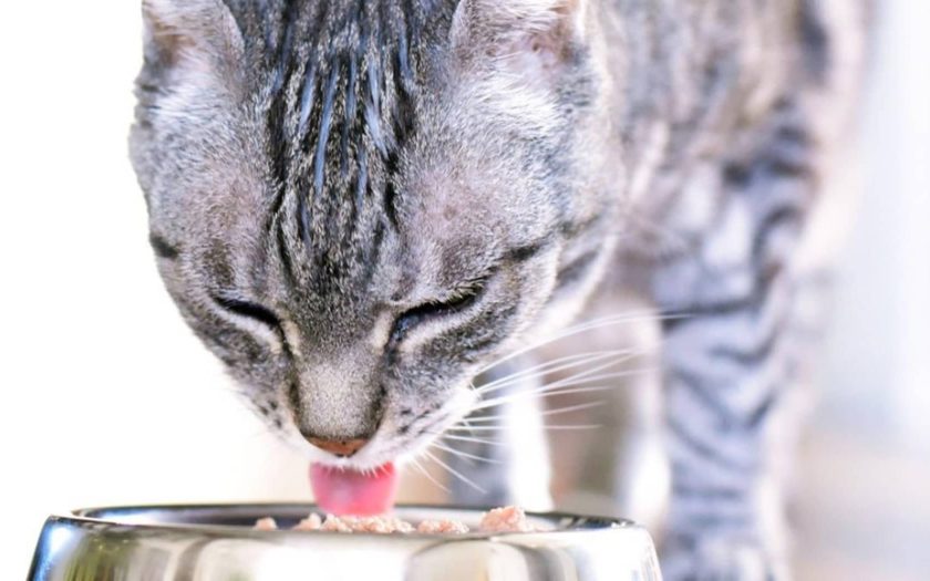 9/9台灣狗狗節 法國皇家倡導精準營養、行為觀察、定期健檢 - 就愛看新聞 - 敗家達人推薦