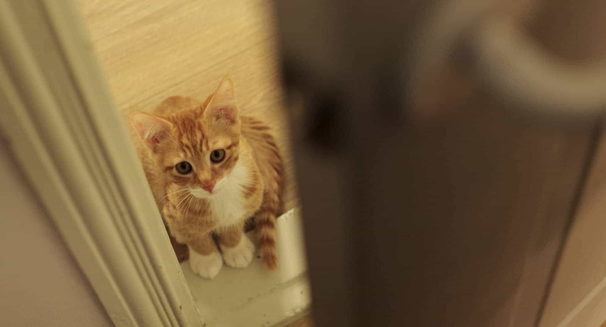 導演黃粹彬自曝望著男星照片激發靈感寫劇本 為守住清新氛圍狠心刪除吻戲 - 跟著貓走遇見愛, 柳亞貝, 吳東旻 - 敗家達人推薦