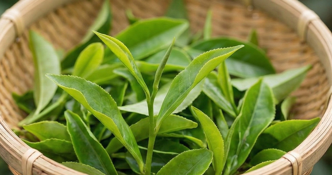 台灣高山茶排名【2026最新版】！5大熱門產區懶人包，新手選這款絕對不踩雷！ - 敗家達人推薦